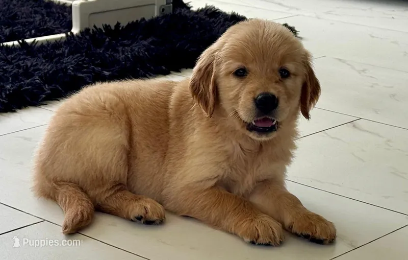 Red Puppy 1 (f) – Golden Retriever puppy for sale in Brooksville, FL