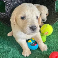 White puppy 6 (b), a male English Cream Golden Retriever for sale in Brooksville, FL – 3 of 4