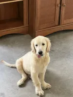 White Puppy 2 (b), a male English Cream Golden Retriever for sale in Brooksville, FL – 2 of 3