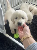 White Puppy 3 (b), a male English Cream Golden Retriever for sale in Brooksville, FL – 6 of 8