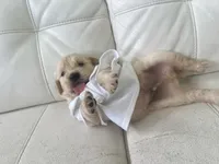 White Puppy .:3, a male English Cream Golden Retriever for sale in Brooksville, FL – 7 of 7