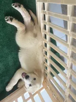 June Puppy 2, a male English Cream Golden Retriever for sale in Brooksville, FL – 2 of 6