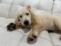 White Puppy 2 (f), a female English Cream Golden Retriever for sale in Brooksville, FL – 3 of 6