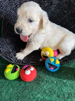 White Puppy 1 (f), a female English Cream Golden Retriever for sale in Brooksville, FL – 2 of 7