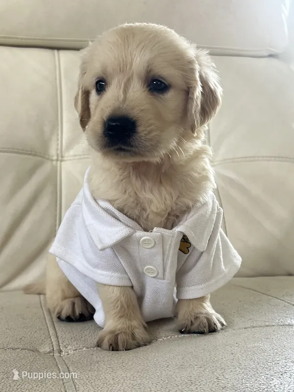 White Puppy 4 – English Cream Golden Retriever puppy for sale in Brooksville, FL