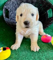 White Puppy 2 (f), a female English Cream Golden Retriever for sale in Brooksville, FL – 1 of 6