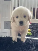 White Puppy 2 (b), a male English Cream Golden Retriever for sale in Brooksville, FL – 3 of 10