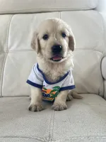 White Puppy 2, a male English Cream Golden Retriever for sale in Brooksville, FL – 9 of 10