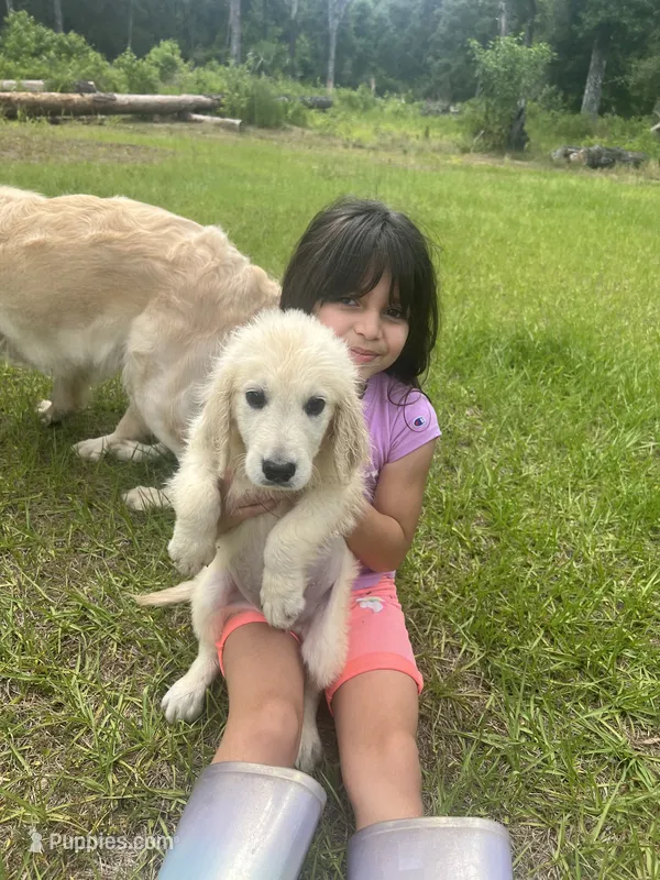 June Puppy 9 – English Cream Golden Retriever puppy for sale in Brooksville, FL