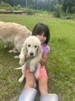 June Puppy 9, a female English Cream Golden Retriever for sale in Brooksville, FL – 1 of 5