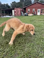 Red Puppy 2 (f), a female Golden Retriever for sale in Brooksville, FL – 4 of 6