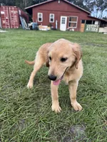 Red Puppy 2 (f), a female Golden Retriever for sale in Brooksville, FL – 5 of 6