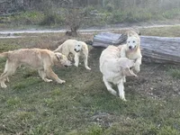 White Puppy 3 (b), a male English Cream Golden Retriever for sale in Brooksville, FL – 4 of 6