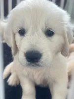 White Puppy 1 (b), a male English Cream Golden Retriever for sale in Brooksville, FL – 4 of 10