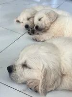 White Puppy 3 (f) , a female English Cream Golden Retriever for sale in Brooksville, FL – 7 of 9