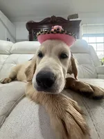 White Puppy 1 (f), a female English Cream Golden Retriever for sale in Brooksville, FL – 3 of 6
