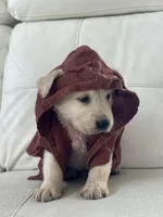 White Puppy :3, a male English Cream Golden Retriever for sale in Brooksville, FL – 5 of 10