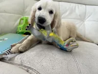 White Puppy 3 (b), a male English Cream Golden Retriever for sale in Brooksville, FL – 3 of 6