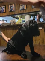 Dex, a male Cane Corso for sale in St. Augustine, FL – 2 of 3