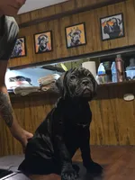 MOJO, a male Cane Corso for sale in St. Augustine, FL – 2 of 3