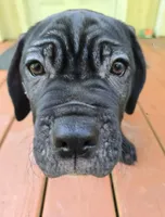 Delilah , a female Cane Corso for sale in St. Augustine, FL – 2 of 4