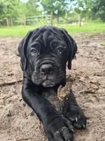 MOJO, a male Cane Corso for sale in St. Augustine, FL – 3 of 3