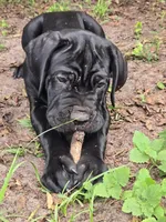 Dex, a male Cane Corso for sale in St. Augustine, FL – 3 of 3