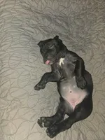 Delilah , a female Cane Corso for sale in St. Augustine, FL – 3 of 4