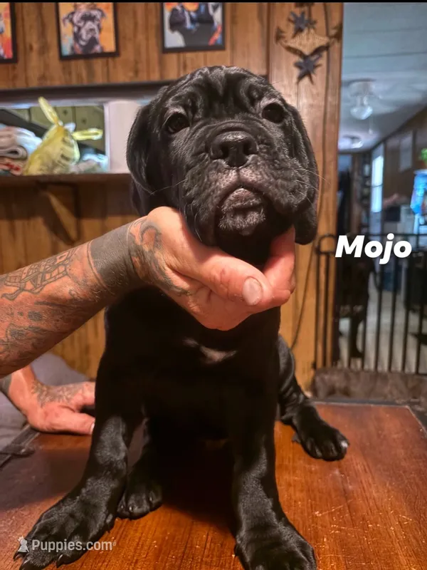 MOJO – Cane Corso puppy for sale in St. Augustine, FL