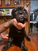 MOJO, a male Cane Corso for sale in St. Augustine, FL – 1 of 3