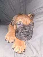 Chewbacca, a male Cane Corso for sale in St. Augustine, FL – 2 of 4