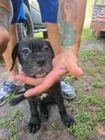 Delilah , a female Cane Corso for sale in St. Augustine, FL – 4 of 4