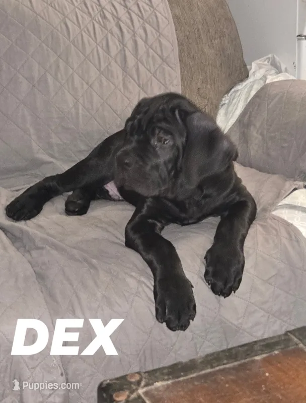 Dex – Cane Corso puppy for sale in St. Augustine, FL