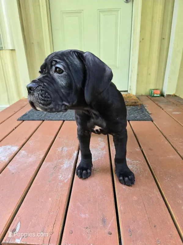 Delilah  – Cane Corso puppy for sale in St. Augustine, FL