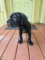 Delilah , a female Cane Corso for sale in St. Augustine, FL – 1 of 4
