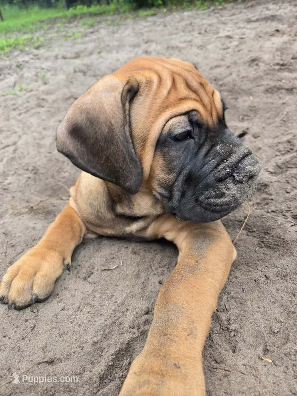 Chewbacca – Cane Corso puppy for sale in St. Augustine, FL