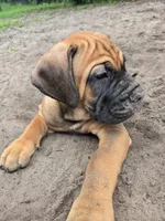 Chewbacca, a male Cane Corso for sale in St. Augustine, FL – 4 of 4