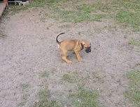 Chewbacca, a male Cane Corso for sale in St. Augustine, FL – 3 of 4