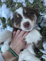 Willow, a female Australian Shepherd for sale in North Manchester, IN – Photo 2 of 3