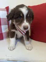 Willow, a female Australian Shepherd for sale in North Manchester, IN – Photo 1 of 3
