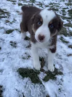Fern, a female Australian Shepherd for sale in North Manchester, IN – Photo 4 of 4