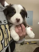 Fern, a female Australian Shepherd for sale in North Manchester, IN – Photo 3 of 4