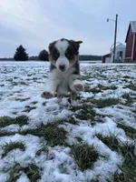 Fern, a female Australian Shepherd for sale in North Manchester, IN – Photo 2 of 4