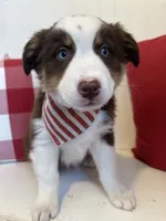 Fern, a female Australian Shepherd for sale in North Manchester, IN – Photo 1 of 4