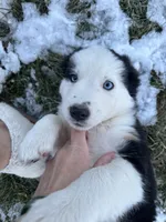 Sage, a female Australian Shepherd for sale in North Manchester, IN – Photo 4 of 4