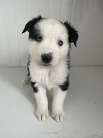 Sage, a female Australian Shepherd for sale in North Manchester, IN – Photo 3 of 4