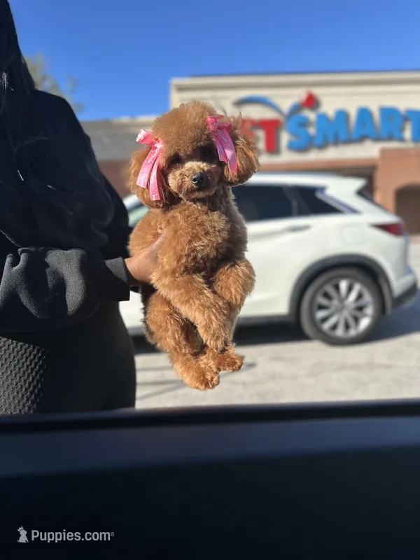 Goodness, a female Poodle - Toy  for sale in Atlanta, GA – Photo 1 of 10