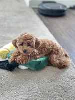 Goodness, a female Poodle - Toy  for sale in Atlanta, GA – Photo 5 of 10