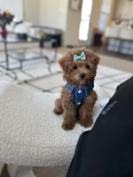 Goodness, a female Poodle - Toy  for sale in Atlanta, GA – Photo 3 of 10