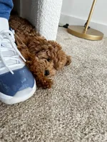 Goodness, a female Poodle - Toy  for sale in Atlanta, GA – Photo 9 of 10